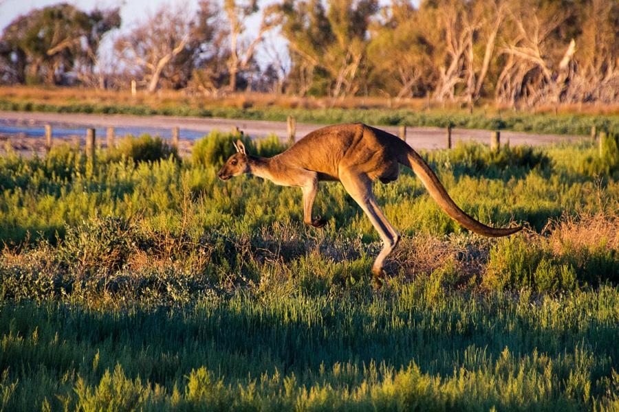 Inn The Tuarts Guest Lodge Busselton Accommodation - Adults Only Buitenkant foto